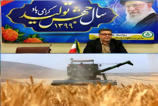 افزایش بهره‌وری و توسعه اقتصاد کشاورزی با رشد 100 درصدی خرید کلزا 