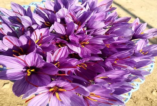 تولید 20 کیلوگرم زعفران در کازرون