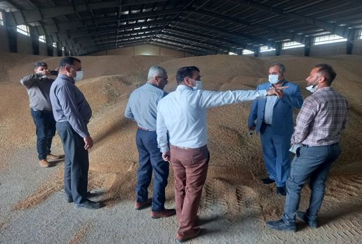 خرید بیش از 16 هزار تن گندم و کلزا از کشاورزان کارون