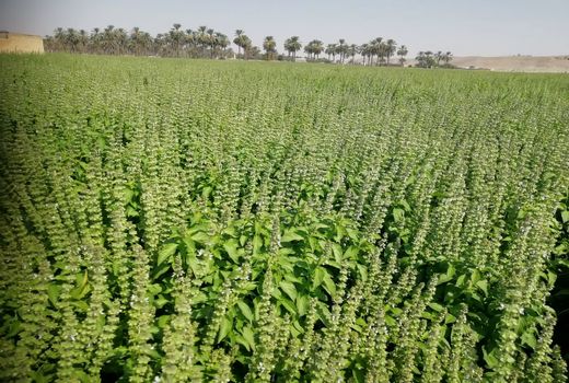 برداشت ریحان در فسا ادامه دارد