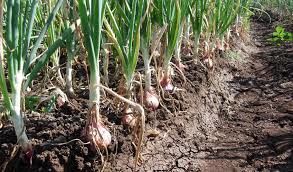 برداشت پیاز خوراکی از 22 هکتار مزارع شهرستان بردسیر