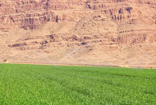 افزایش سطح زیر کشت گندم در استان فارس