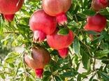 بازدید از باغات آلوده به آفت مگس میوه مدیترانه‌ای روستاهای اصفهان