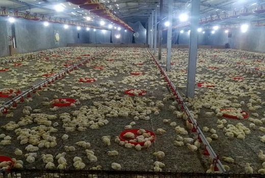 افزایش 20 درصدی جوجه ریزی در مرغداری های شیراز 