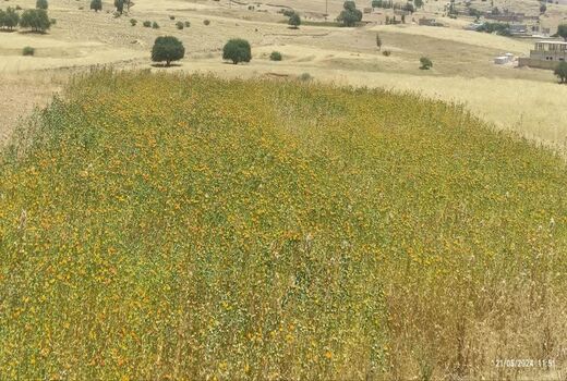 آغاز برداشت گلرنگ اندیکا