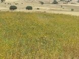 آغاز برداشت گلرنگ اندیکا