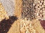 ۱۴ هزار تن بذر گواهی شده آماده تحویل به کشاورزان زنجان است