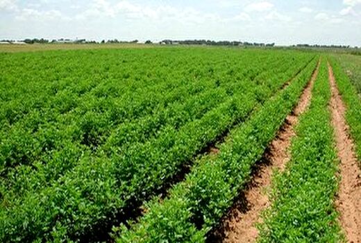 برگزاری جلسه شورای هماهنگی بخش کشاورزی در شهرستان نقده