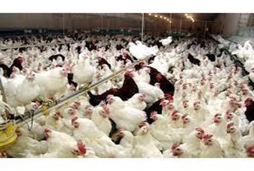 ارسال 13.5 میلیون قطعه مرغ زنده از آمل به کشتارگاه‌ها