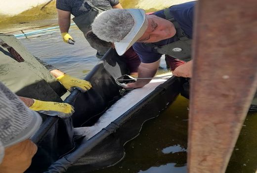 فعالیت پنج واحد تولید و پرورش ماهیان خاویاری در آذربایجان شرقی 