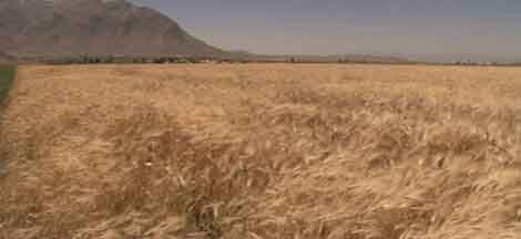آغاز برداشت جو از ۱۴۰۰ هکتار مزارع فریدن