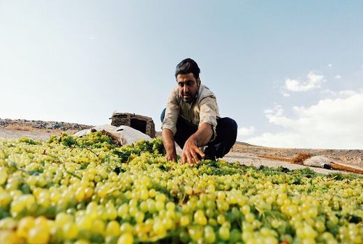 برداشت ۷۰ هزارتن انگور در اصفهان پیش‌بینی می‌شود