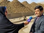 تداوم تحویل چغندرقند از کشاورزان چهارمحال و بختیاری تا ۲۰ روز آینده