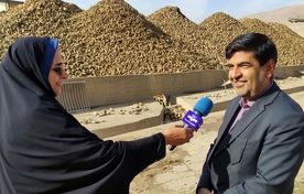 تداوم تحویل چغندرقند از کشاورزان چهارمحال و بختیاری تا ۲۰ روز آینده