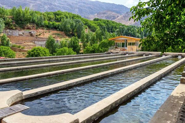 چهارمحال‌ وبختیاری نخستین استان دارای زنجیره کامل ارزش ماهیان سردابی