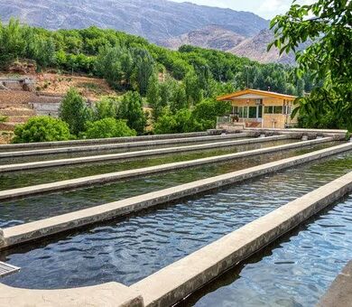 چهارمحال‌ وبختیاری نخستین استان دارای زنجیره کامل ارزش ماهیان سردابی