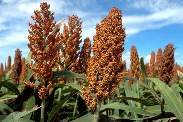 کشت ذرت خوشه‌ای در خرمشهر