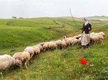 عشایر بیش از ۲۵ درصد گوشت قرمز کشور را تأمین می‌کنند/ لزوم برنامه‌ریزی دقیق برای تأمین علوفه دام عشایری