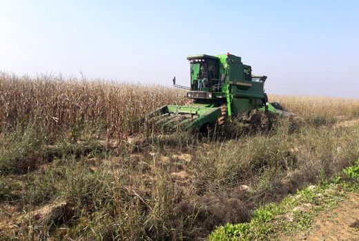 آغاز برداشت ذرت دانه‌ای در شهرستان دهلران