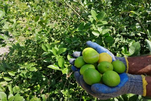 پیش‌بینی برداشت ۵۰۰ تن لیموترش نوبرانه در میناب