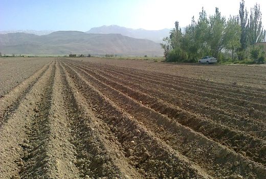آغاز کشت سیب‌زمینی در اراضی کشاورزی  شهرکرد