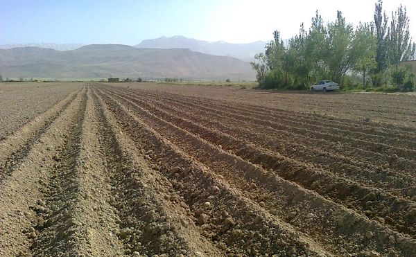 آغاز کشت سیب‌زمینی در اراضی کشاورزی  شهرکرد