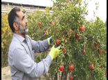 پایان برداشت انار شهرستان شاهین شهر و میمه