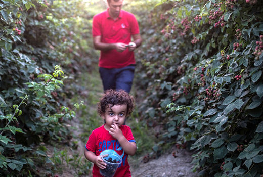 دومین جشنواره ملی تمشک نکا