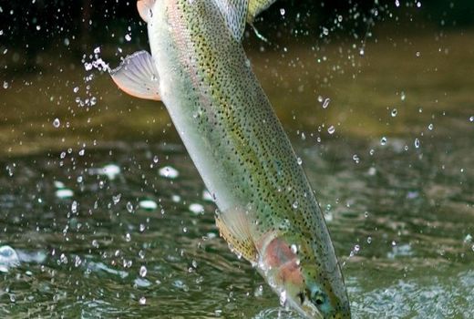 فعالیت 405 مزرعه پرورش ماهی در چهارمحال و بختیاری