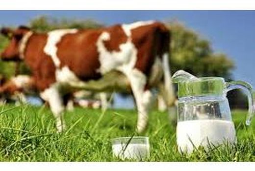 تولید سالانه 20 هزار تن شیر در آمل