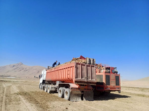 شهرستان کیار با بهره‌گیری از فناوری‌های نوین، رتبه نخست تولید چغندر قند در چهارمحال و بختیاری را کسب کرد