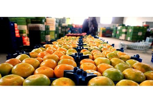 صادرات مرکبات با بازگشایی مسیر دریایی مازندران بیشتر می‌شود