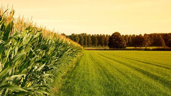 اجرای طرح جهش تولید دیمزارها در شهرستان جلفا
