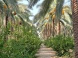 اجرای پروژه کشت بافتی خرمای مجول، گامی بلند در رونق اقتصادی منطقه فارس است