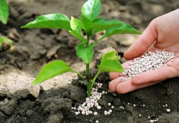 تأمین و توزیع بیش از ۲۳ هزار تن کود یارانه‌ای در استان تهران طی ۷ ماه