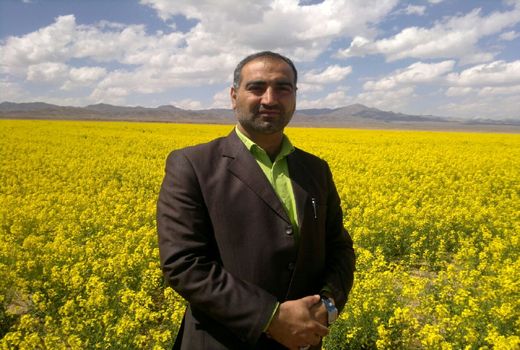 برداشت گیاه دارویی بابونه در شهرستان خوسف