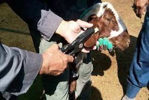 هویت گذاری بیش از 80 هزار راس دام سنگین  و سبک