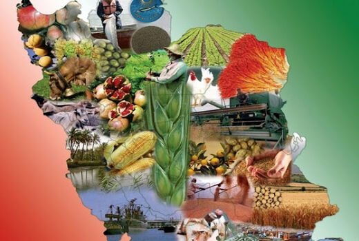 فعالیت تعاونی های روستایی ایلام در سطح ۴۷ هزار هکتار از اراضی طرح کرخه