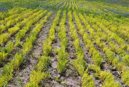 استان آذربایجان شرقی رتبه نخست تولید عدس در کشور 