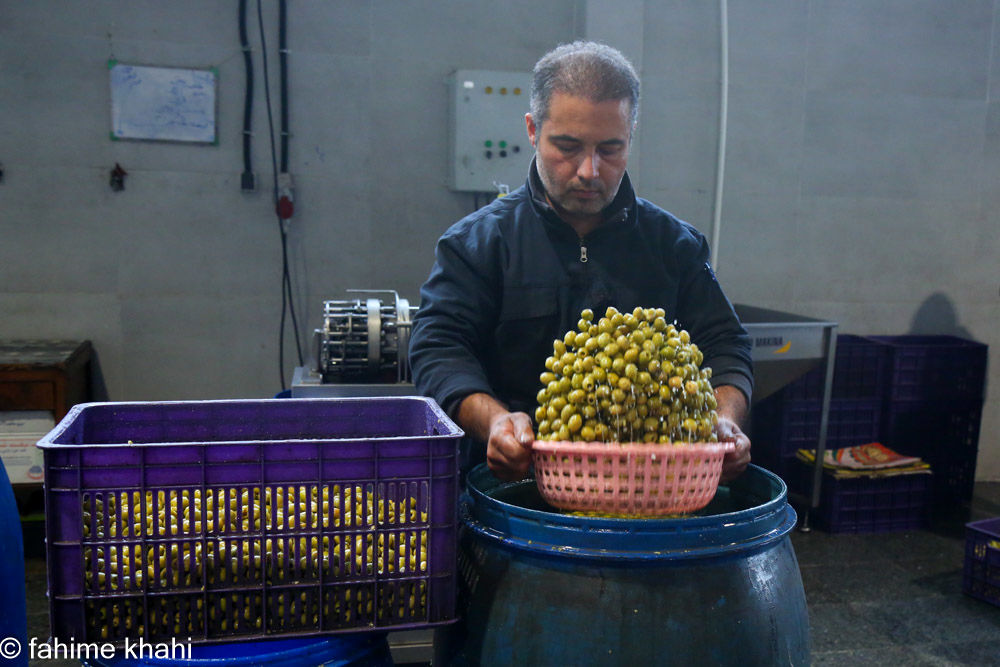 از لمس شاخه تا عصاره ی نور  