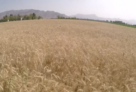 کاشت بیش از 130 هزار هکتار گندم و جو در اصفهان