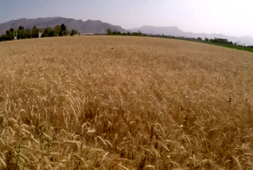 کاشت بیش از 130 هزار هکتار گندم و جو در اصفهان