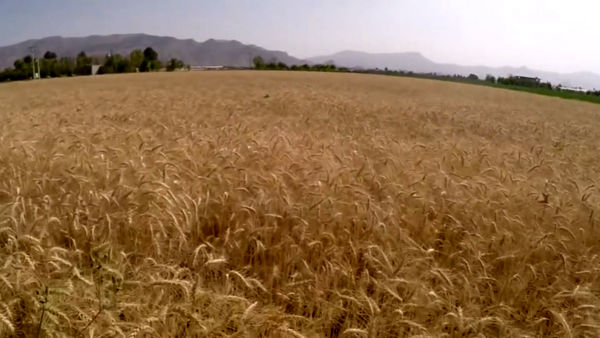 کاشت بیش از 130 هزار هکتار گندم و جو در اصفهان