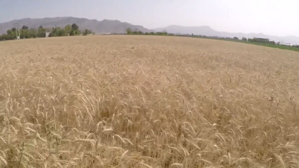 کاشت بیش از 130 هزار هکتار گندم و جو در اصفهان