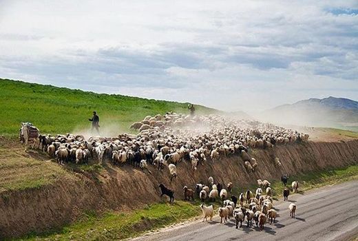 مشکل کمبود نهاده دامی عشایر استان تهران برطرف می‌شود