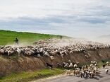 مشکل کمبود نهاده دامی عشایر استان تهران برطرف می‌شود