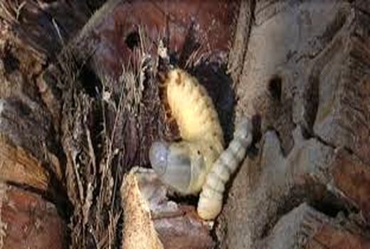 مبارزه علمی کشاورزان خرمشهری با آفت کرم میوه خوار خرما