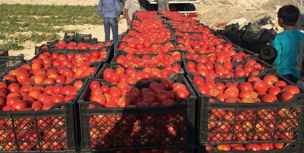 3335 تن گوجه از کشاورزان استان قزوین خریدار شد 