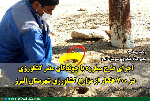 اجرای طرح مبارزه با جوندگان مضر کشاورزی در ۷۰۰ هکتار از مزارع کشاورزی شهرستان البرز