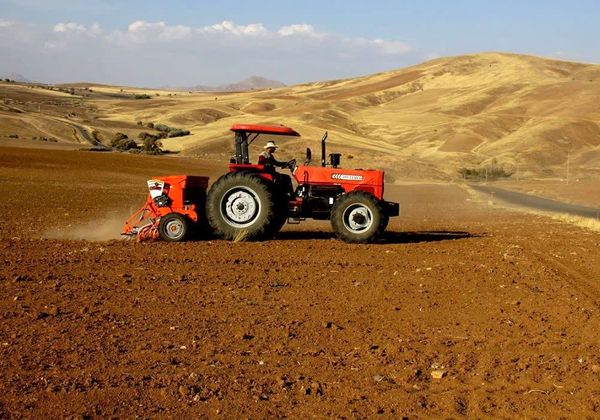 ۷۶ هزار هکتار از مزارع بوکان زیر کشت گندم رفت